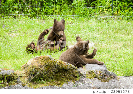 富士サファリパーク｜アメリカグマの子供 22965578