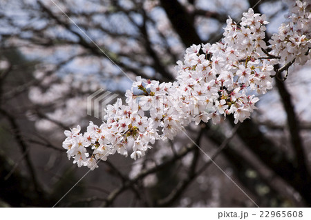 150422沼田39 22965608