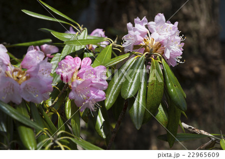 150422沼田40 22965609