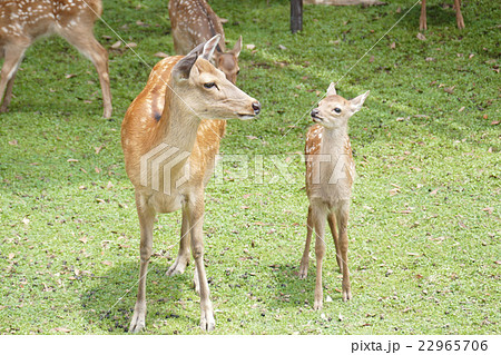 鹿の親子 奈良公園の写真素材