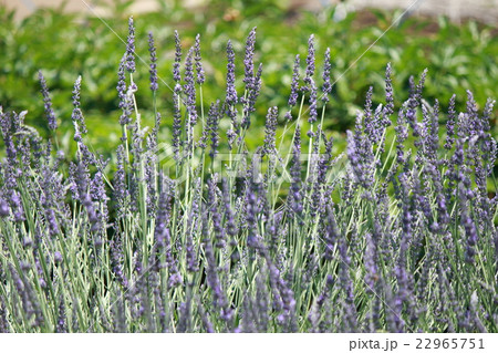 ラベンダー　グロッソ 22965751