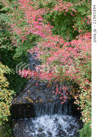 川沿いの紅葉 川沿いの紅葉 22965894