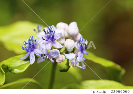 ジョウザンアジサイ ジョウザンアジサイ 22966060