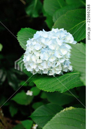 アジサイ2 アジサイ2 22966288