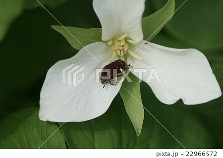 ミヤマエンレイソウの蜜を吸うコアオハナムグリ 22966572