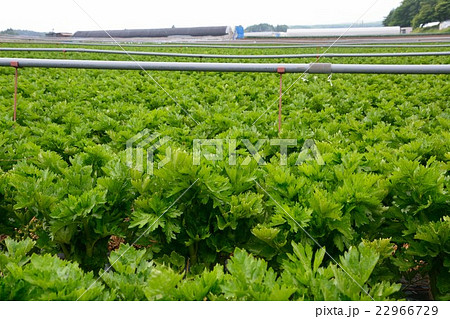 セロリ栽培の大規模な畑 長野県原村の写真素材