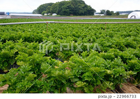 セロリ栽培の大規模な畑 長野県原村の写真素材