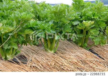 セロリ栽培の大規模な畑 長野県原村の写真素材