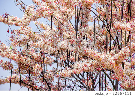 blossom branch of Pink cassia 22967111