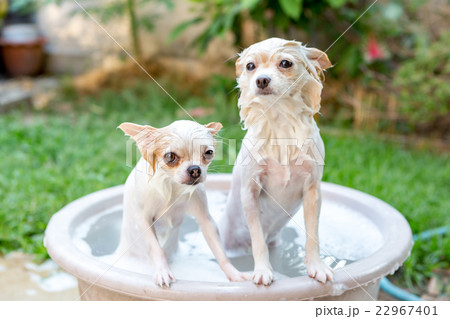 chihuahua and Pomeranian dogs in refreshing shower 22967401