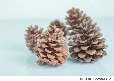 pine cones pine cones 22968312