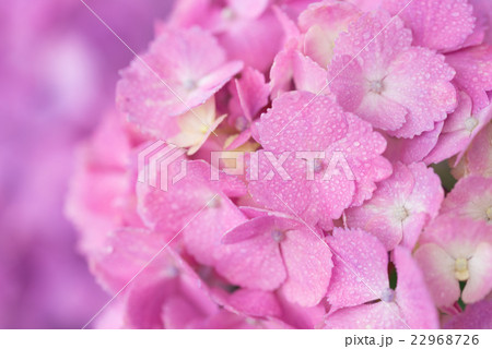 紫陽花 22968726