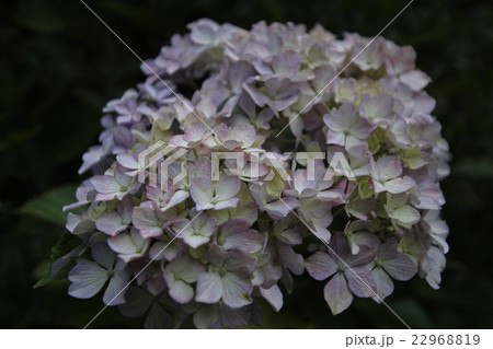ふんわかあじさい ふんわかあじさい 22968819