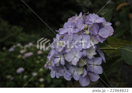 目立ちたがり屋のあじさい 目立ちたがり屋のあじさい 22968822