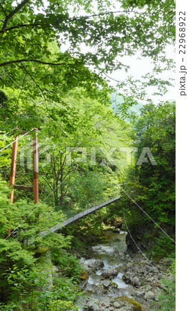 原不動滝の新緑　かえで橋 22968922