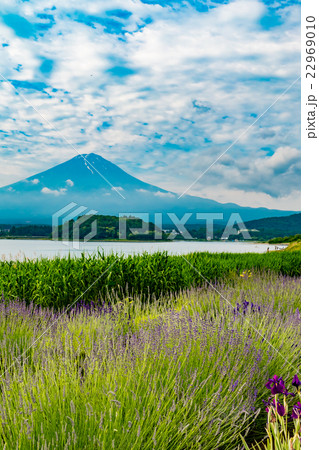 河口湖　ラベンダー 22969010