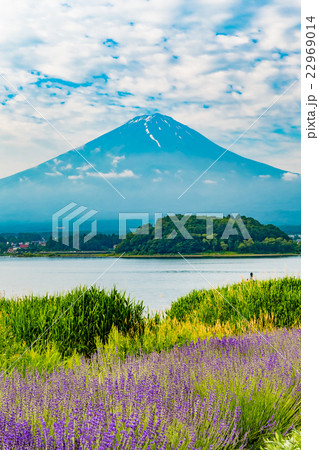 河口湖　ラベンダー 22969014