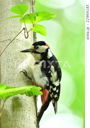 アカゲラ 22969185