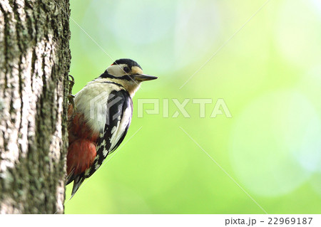 アカゲラ 22969187