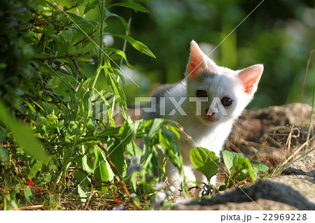 野良猫の子猫ちゃん 22969228