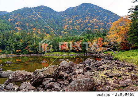 紅葉の北八ヶ岳・亀甲池湖畔 22969469