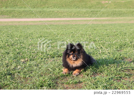 ペットとの休日 22969555