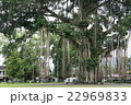 ガジュマル 22969833