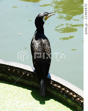カワウは一夫一妻で主に河川や湖沼などに生息、近年は個体数が増加したからか海上でも見られる。 22969870