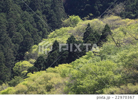 新緑の山 新緑の山 22970367