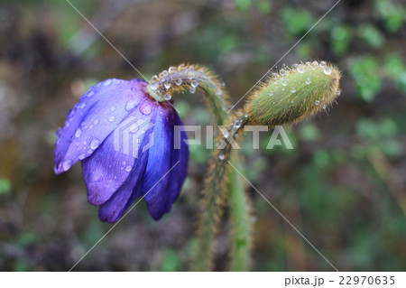 ヒマラヤの青いケシ　ブルーポピー 22970635