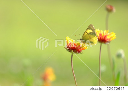 紋黄蝶と黄花 22970645