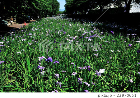 群馬県伊勢崎市 赤堀花しょうぶ園祭り 満開の菖蒲の写真素材