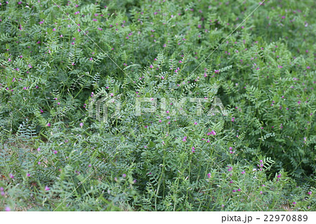 ヌスビトハギ ヌスビトハギ 22970889