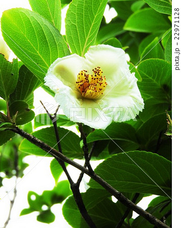 夏から梅雨の頃 緑の葉のわきに白い五弁花が涼しげに咲く ナツツバキは 愛らしい が花言葉だ の写真素材