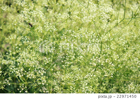 ボウフウ 22971450