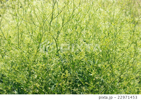 ボウフウ 22971453