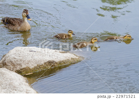 舎人公園の池のカルガモの親子 舎人公園の池のカルガモの親子 22971521