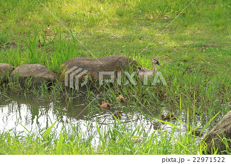 舎人公園の小川のカルガモの親子 22971522