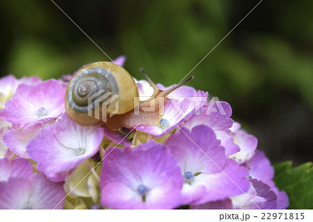 紫陽花とカタツムリの写真素材