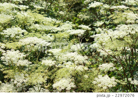 トウキ トウキ 22972076