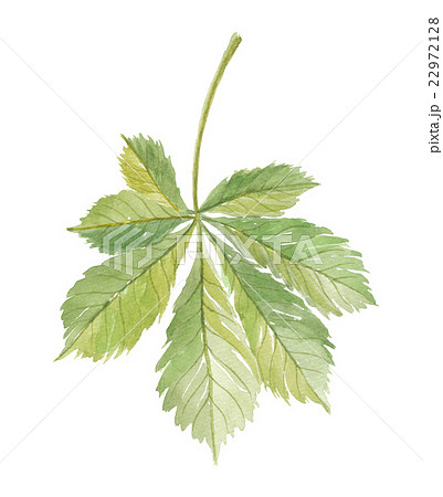 セイヨウトチノキの葉 セイヨウトチノキの葉 22972128