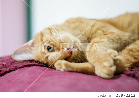Lovely red cat, soft focus. Lovely red cat, soft focus. 22972212