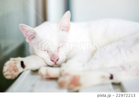 Lovely white cat, soft focus. 22972213