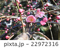 梅 22972316