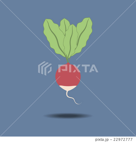 Radish Vegetable Icon 22972777