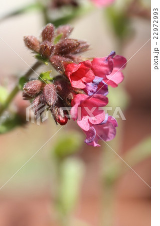 プルモナリア 22972993