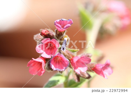 プルモナリア 22972994