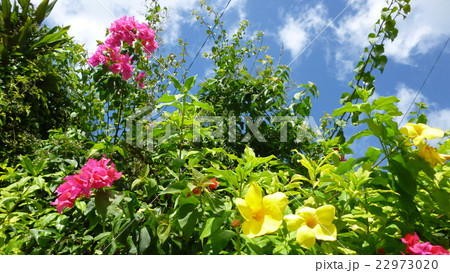 沖縄の空と花 沖縄の空と花 22973020