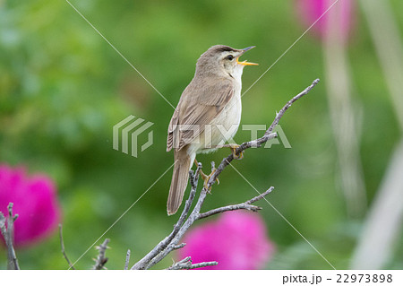 野付半島のコヨシキリ 22973898