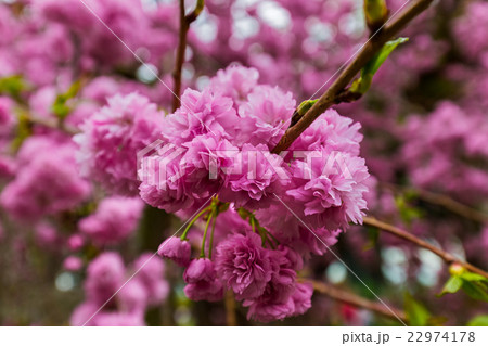 Sakura flower - nature background 22974178